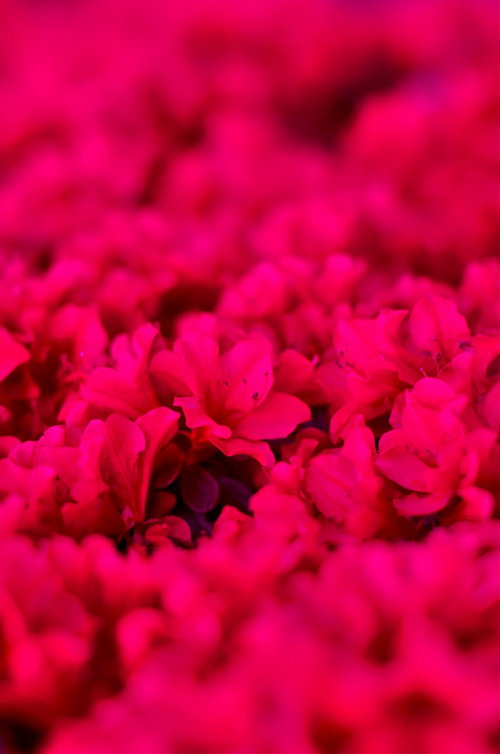 隙間なくひしめき合って花が密集するツツジの群生