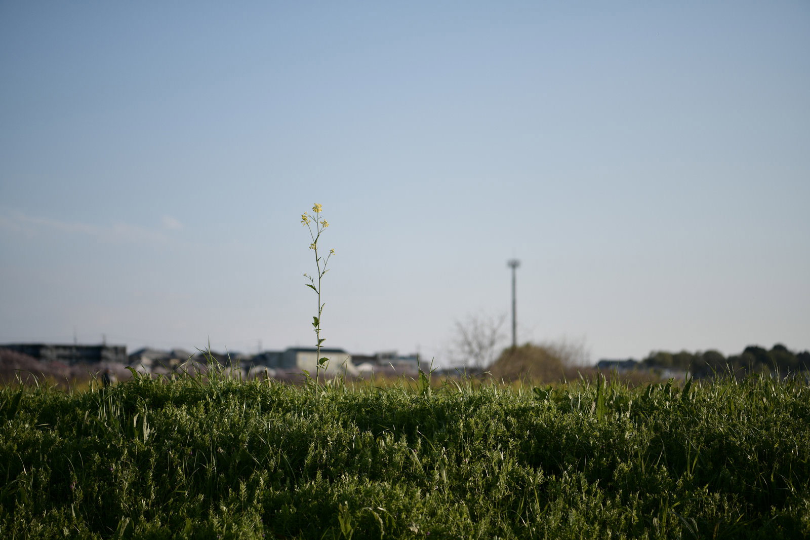 A single rapeseed flower blooming in the grassland under the blue sky with an electricity pole in the background