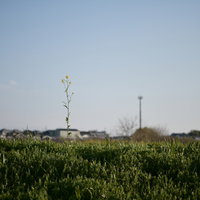 青空の下で咲く一輪の菜の花と電柱の写真