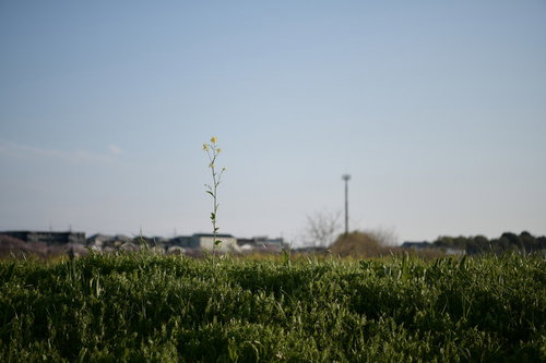 青空の下で咲く一輪の菜の花と電柱