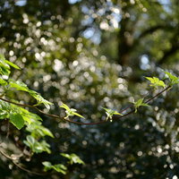 光の中に浮かび上がる新緑の枝葉の写真