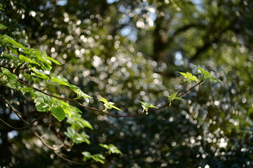 光の中に浮かび上がる新緑の枝葉