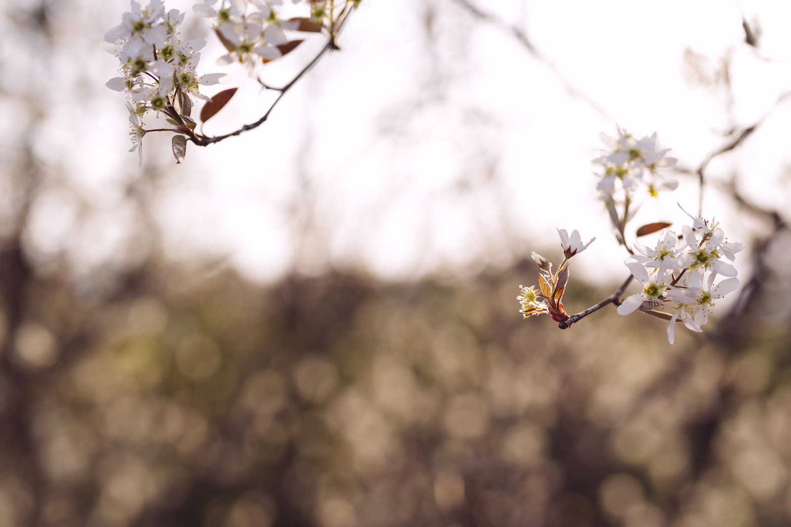 光に透ける桜の新緑の葉と白い小花がまとまって咲いている