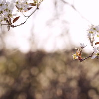 光の中に浮かび上がる桜の葉と白い花の春景色の写真