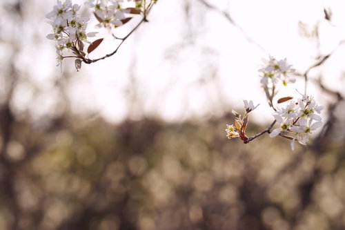 光の中に浮かび上がる桜の葉と白い花の春景色
