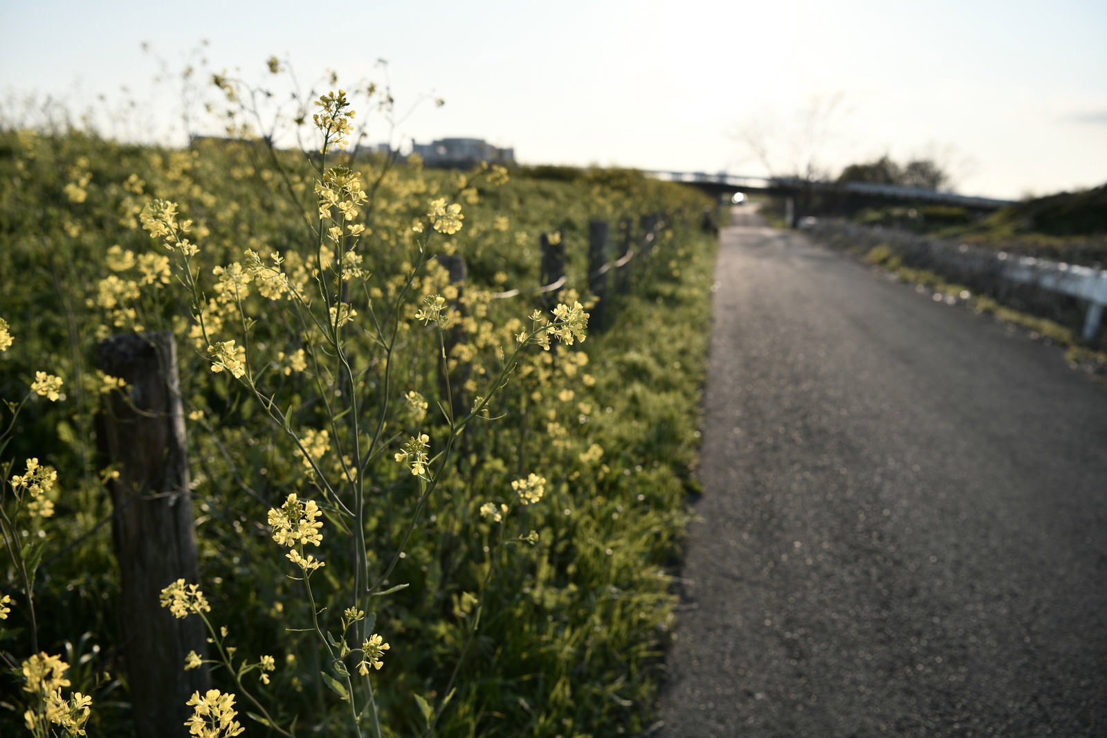 午後の日差しが当たる河川敷の菜の花が咲く道