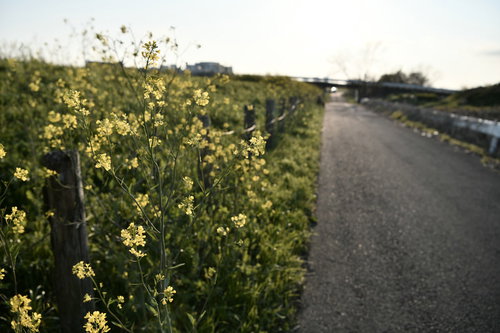 午後の日差しを受ける河川敷の菜の花と一本道