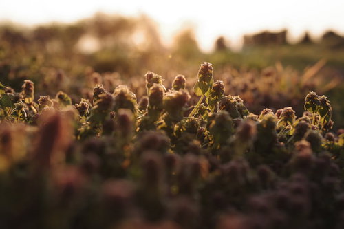 夕方の逆光に浮かび上がるヒメオドリコソウ
