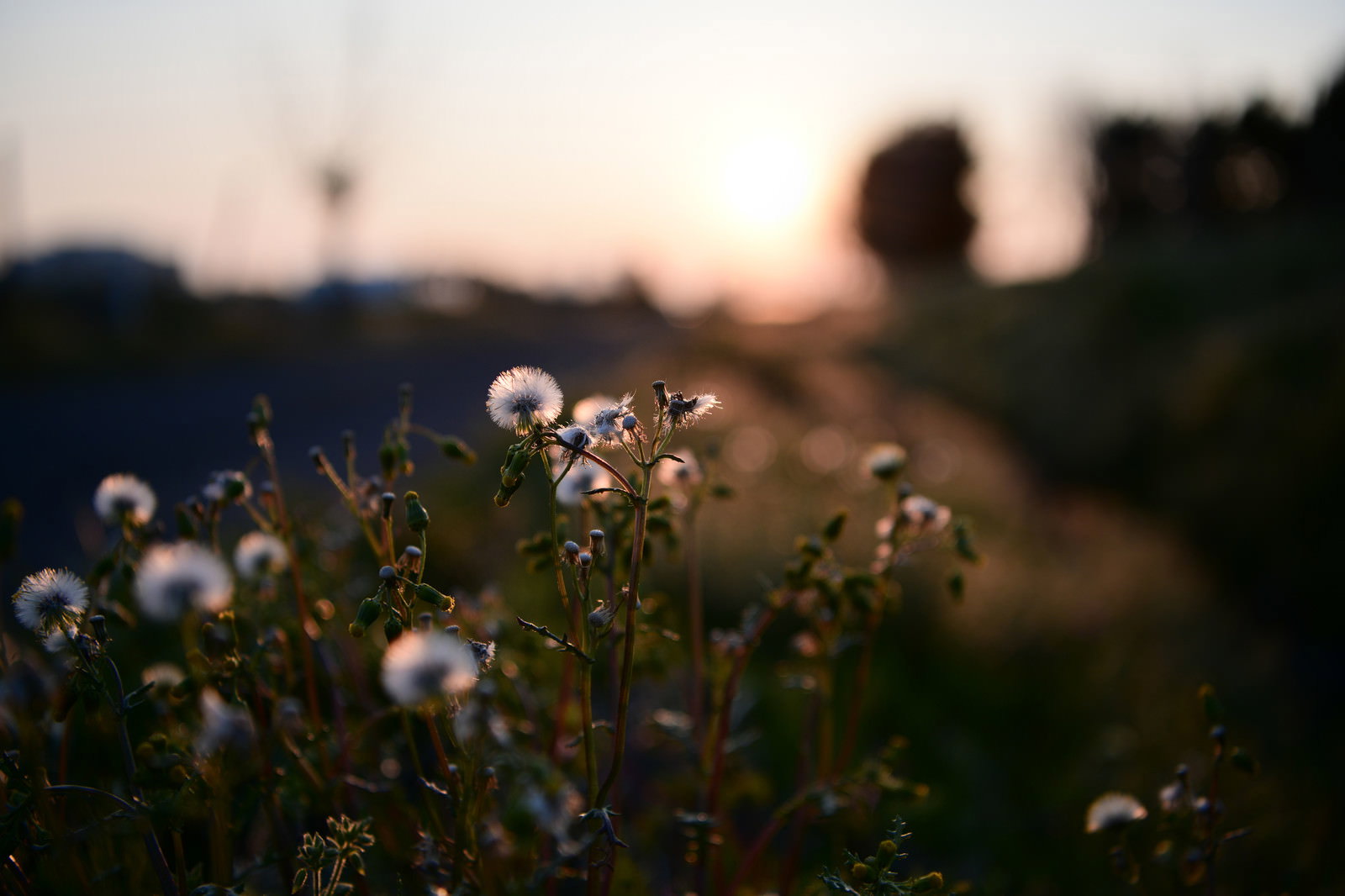 夕日の逆光に照らされて輝く白い綿毛の花