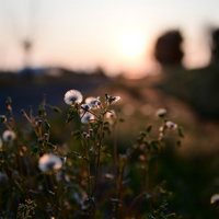 夕日に浮かび上がる綿毛の雑草の写真