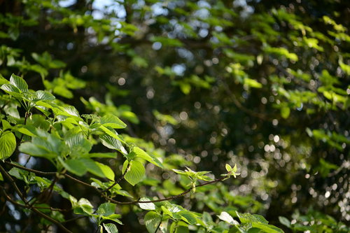 夕日に輝く新緑の葉が重なる木漏れ日と雑木林の樹木