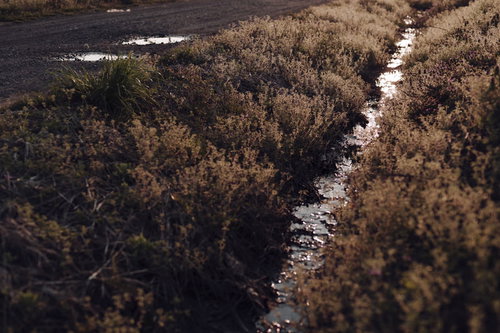 夕日に輝く用水路と茶色く枯れた草むら