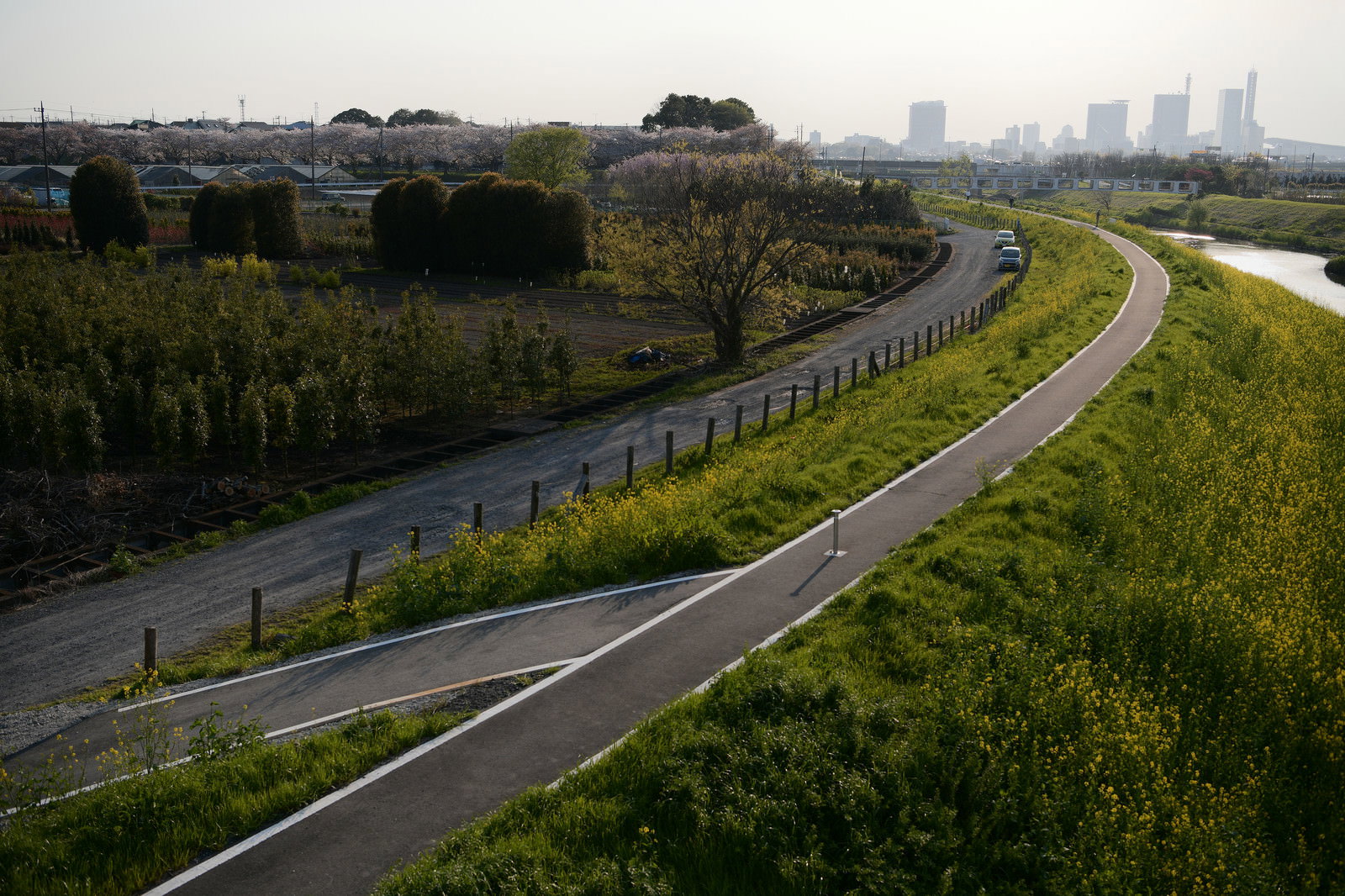 夕日に照らされた芝川河川敷の堤防道路とその周辺の緑地