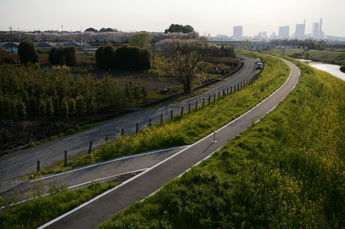 夕日に染まる芝川河川敷のサイクリングロード