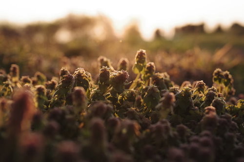 夕方の逆光に浮かぶヒメオドリコソウの群生
