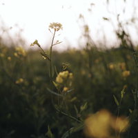 夕日を浴びる一輪の菜の花の写真