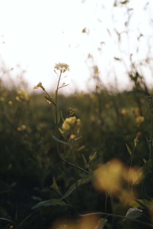 夕日を浴びて輝く一輪の菜の花