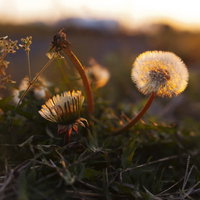 夕日を浴びる綿毛のたんぽぽの写真
