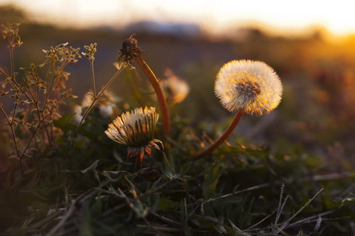 夕日を浴びて輝くタンポポの綿毛