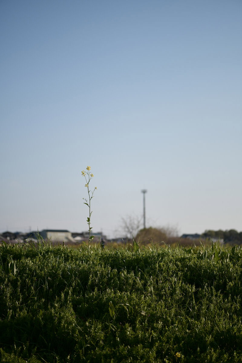 青空の下、草むらから一本だけ伸びて咲く黄色い菜の花