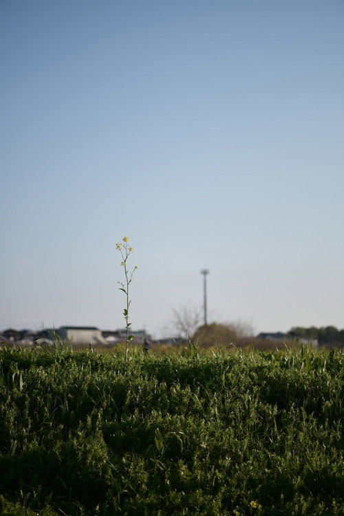 青空に向かって伸びる一輪の菜の花