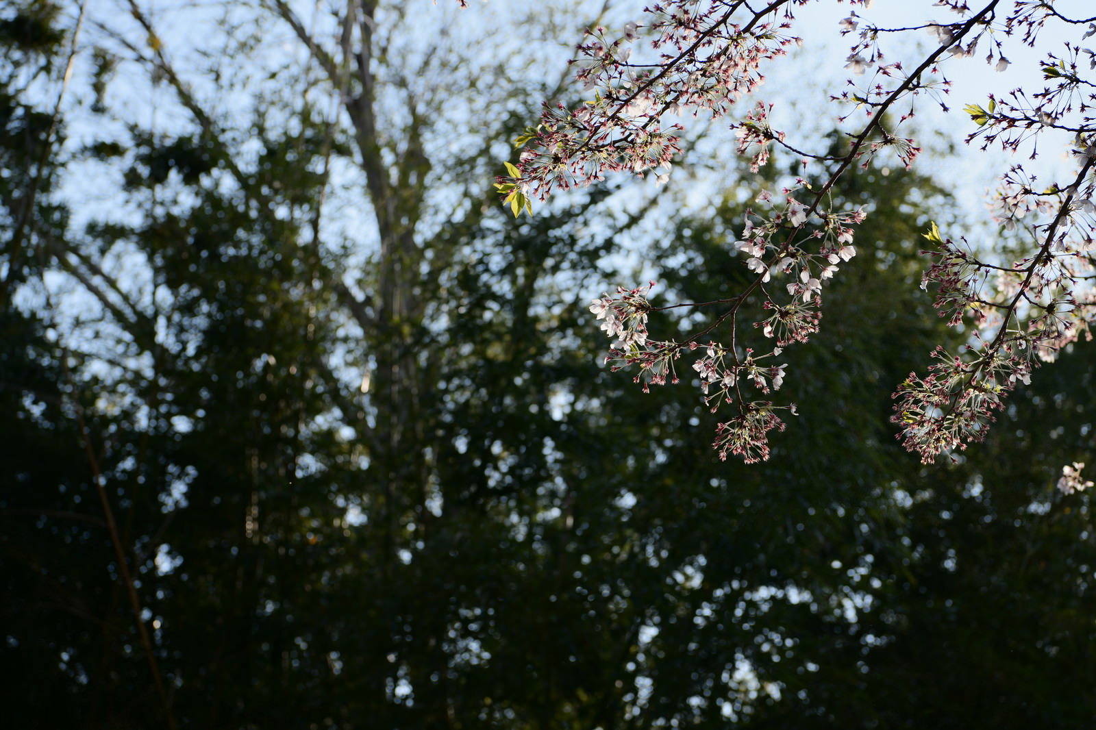 緑の葉と薄いピンクの花びらが付いた桜の枝