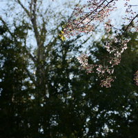 散りはじめた葉桜の枝に残る薄いピンクの花びらの写真