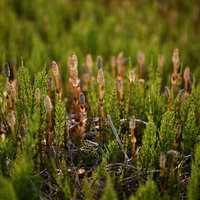 日差しの中に浮かび上がるつくしの群生と苔のコントラストの写真