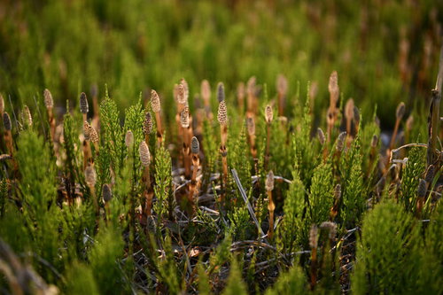 日差しの中に浮かび上がるつくしの群生と苔のコントラスト