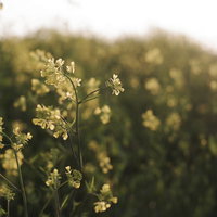 夕日の逆光に照らされる菜の花畑の写真