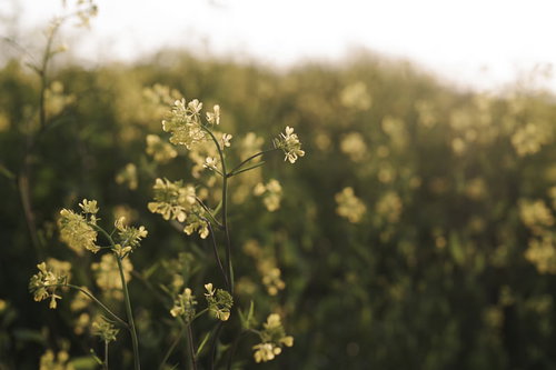 夕日の逆光に照らされる菜の花畑