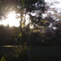 朝日に浮かび上がる新緑と木漏れ日が射す樹木の写真