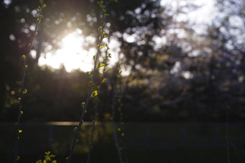 朝日に浮かび上がる新緑と木漏れ日が射す樹木