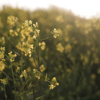 柔らかい日差しの中に咲く菜の花畑の風景 - 春の農村風景の写真