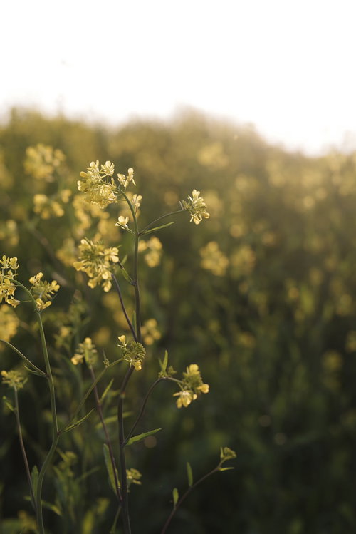柔らかい日差しの中に咲く菜の花畑の風景 - 春の農村風景