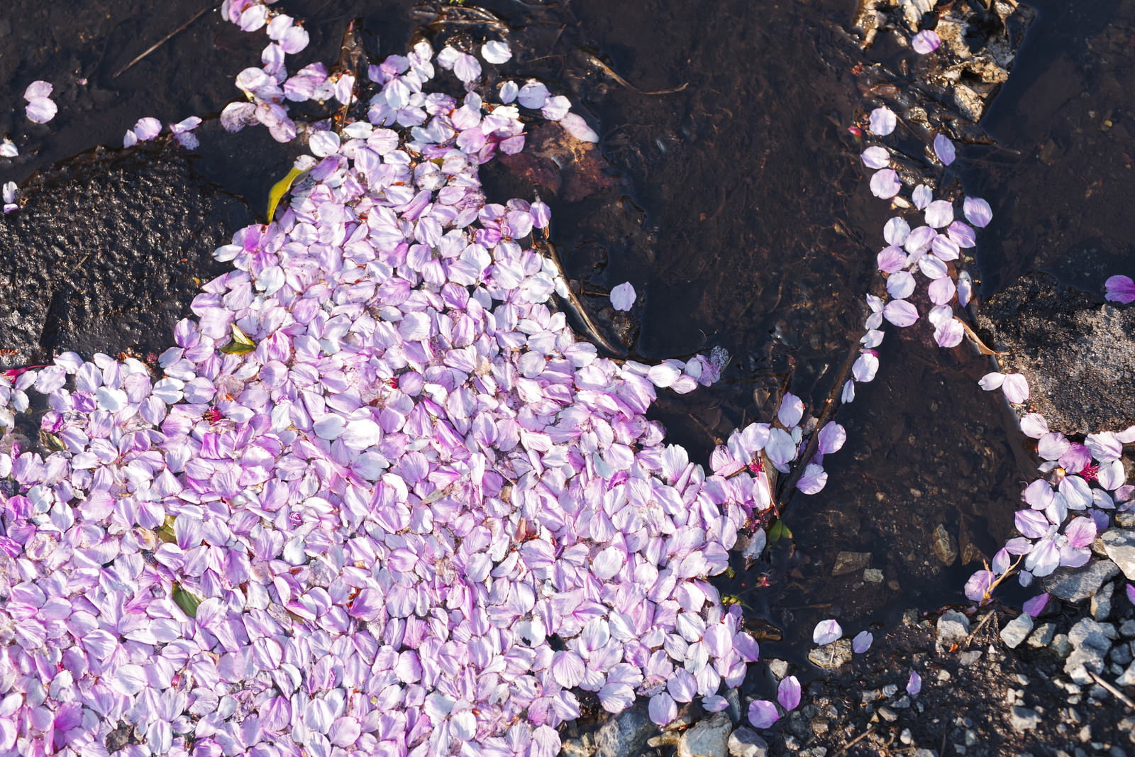 水たまりに広がる桜の花びら