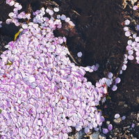 水溜りに浮かぶ桜の花弁の写真