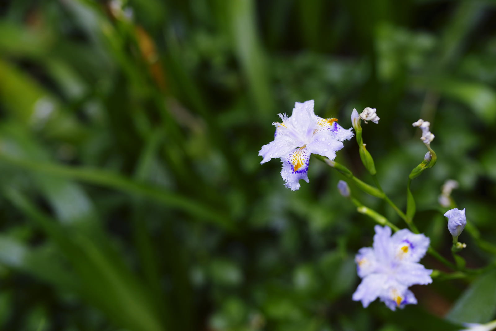 水滴が付いた白いシャガの花弁、背景に緑の葉がぼけて見える