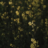 河川敷の菜の花群生の中に浮かび上がる一輪の菜の花の写真