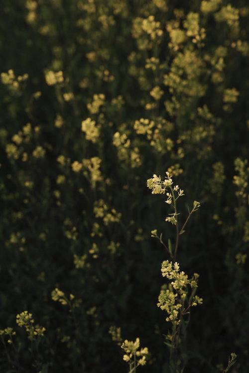 河川敷の菜の花群生の中に浮かび上がる一輪の菜の花