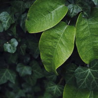 深い緑に重なる観葉植物の葉の写真