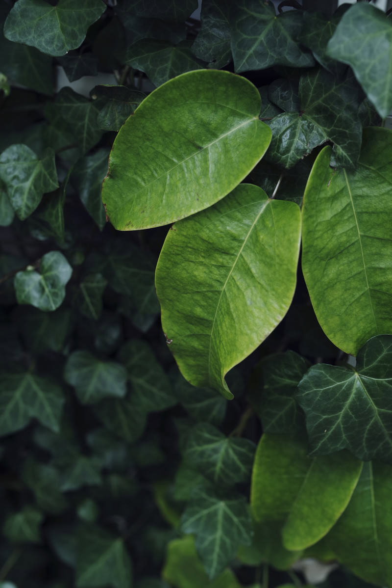 深い緑色の観葉植物の葉が重なり合っている様子