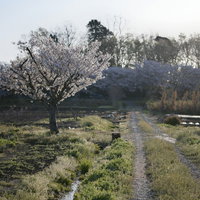 田園風景の畦道に咲く一本桜の写真