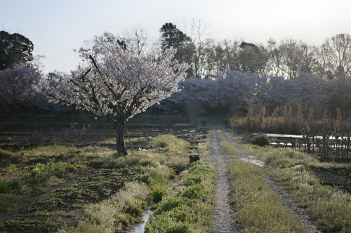 田園風景の畦道に咲く一本桜