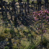 畑の脇に咲いた園芸用のピンク花と多肉植物の写真