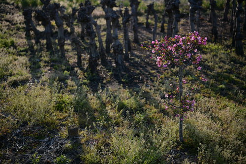 畑の脇に咲いた園芸用のピンク花と多肉植物