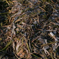 畑の脇に捨てられた枯れたネギの廃棄物と農業ロスの写真