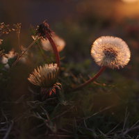 真っ赤に染まる夕日のタンポポの綿毛の写真