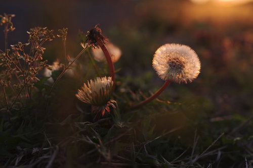 真っ赤に染まる夕日のタンポポの綿毛