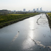羽ばたく鳥と夕日が映る芝川の風景の写真